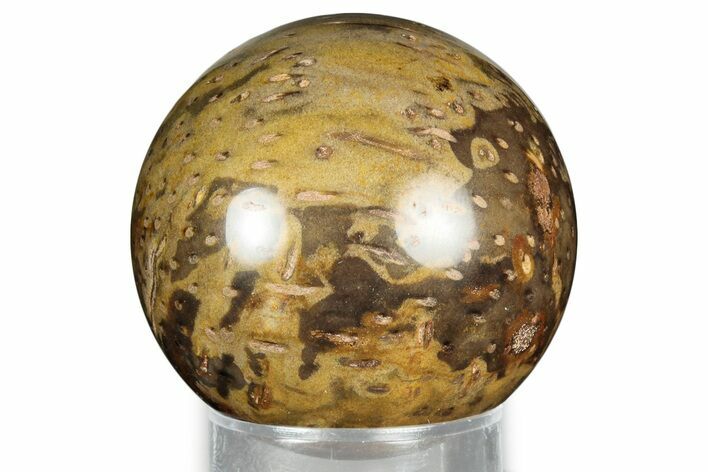 Polished Petrified Palmwood (Palmoxylon) Sphere - Myanmar #327425